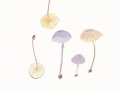 Cystolepiota bucknallii (Berk. & Broome) Singer & Clemencon , Lila Mehlschirmling , Lilafarbener Skatol-Mehlschirmpilz