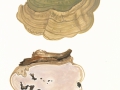 Ganoderma applanatum  (Pers.) Pat. , Flacher Lackporling