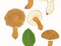 Gyroporus castaneus (Bull.:Fr.) Quél. , Hasen-Röhrling ,  NPH