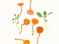 Hygrocybe miniata (Fr.:Fr.) Kumm. var. miniata  , Mennigroter Saftling
