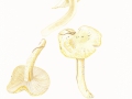 Hygrophorus chrysodon (Batsch:Fr.) Fr. , Goldzahn-Schneckling