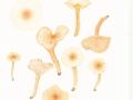 Hygrophorus unicolor Gröger , Orangefalber Schneckling