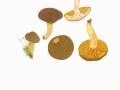 Phylloporus pelletieri (Lév.) Quél.  , Europäisches Goldblatt , NPH