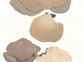 Pleurotus ostreatus (Jacq.:Fr.) Kumm. var. ostreatus  , Austern-Seitling