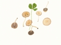 Psathyrella prona (Fr.) Gill. , Wegrand-Mürbling