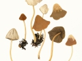 Psathyrella spadiceogrisea (Schaeff.:Fr.) Maire var. spadiceogrisea, Schmalblättriger Mürbling