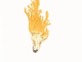 Ramaria aurea (Schaeff.:Fr.) Quél. , Goldgelbe Koralle