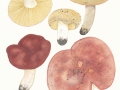 Russula exalbicans (Pers.) Melzer & Zvára, Verblassender Täubling