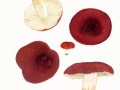 Russula atropurpurea  (Krombh.) Britz. , Purpurschwarzer Täubling