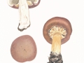 Stropharia rugosoannulata Farl. ex Murrill var. rugosoannulata, Riesen-Träuschling