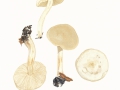 Tricholoma stiparophyllum (S.Lundell) Karst. , Weißer Ritterling