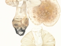 Amanita strobiliformis (Paulet) Bertill. , Fransiger Wulstling