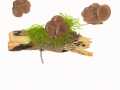 Ascotremella faginea (Peck) Seaver , Buchen-Schlauchzitterling