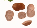 Auricularia auricula-judae (Bull.) Wettst. var. auricula-judae , Judasohr