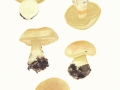 Cortinarius (Phleg.) sulfurinus  Quél. , Schwefelgelber Klumpfuß
