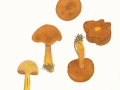 Chalciporus piperatus (Bull.: Fr.) Bataille , Pfeffer-Röhrling