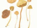 Conocybe fuscimarginata (Murrill) Singer , Braunrandiges Samthäubchen