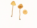 Conocybe tenera (Schaeff.:Fr.) Fayod , Rotstieliges Samthäubchen
