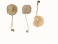 Entoloma subradiatum (Kühn. & Romagn.) Mos. , Schwachgeriefter Rötling