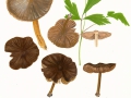Entoloma vernum S.Lundell , Frühlings-Rötling