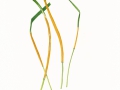 Epichloe typhina (Pers.:  Fr.) Tul. & C. Tul.  , Gras-Kernpilz