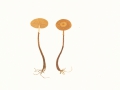 Galerina badipes (Fr.) Kühner , Braunfüßiger Häubling