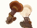 Ganoderma lucidum (M.A.Curtis:Fr.) Karst. , Glänzender Lackporling