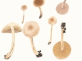 Hebeloma mesophaeum (Pers.) Quél. , Dunkelscheibiger Fälbling