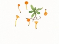Hygrocybe cantharellus (Schwein.) Murrill , Pfifferlings-Saftling ,  NPH