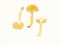 Hygrophorus speciosus Peck , Orangegelber Lärchenschneckling