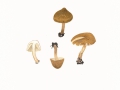 Inocybe calospora Quél. , Schönsporiger Risspilz