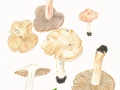 Inocybe erubescens Blytt , Ziegelroter Risspilz
