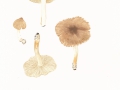 Inocybe phaeodisca Kühner var. phaeodisca , Cremerandiger Risspilz