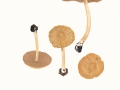 Inocybe spec.