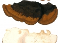 Ischnoderma resinosum (Fr.) Karst. , Laubholz-Harzporling