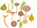 Lactarius glyciosmus Fr. , Blasser Duft-Milchling