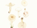 Lepiota erminea (Fr.) Gill. , Weißer Schirmling , Rettich-Schirmling