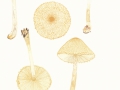 Lepiota magnispora Murrill , Gelbwolliger Schirmling