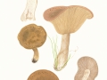 Lepista panaeolus (Fr.) Karst. , Marmorierter Rötelritterling , Graubräunlicher Rötelritterling
