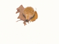 Lycoperdon echinatum Pers.:Pers. , Igel-Stäubling