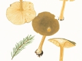 Melanoleuca cognata (Fr.) Konr. & Maubl. , Frühlings-Weichritterling