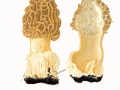 Morchella esculenta (L.) Pers. , Speise-Morchel