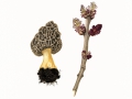 Morchella esculenta (L.) Pers. , Speise-Morchel , 2