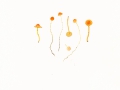 Mycena acicula  (Schaeff.: Fr.) Kumm. , Orangeroter Helmling