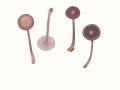 Mycena diosma Krieglst. & Schwöbel , Duftender Rettich-Helmling