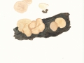 Ombrophila pura (Pers.: Fr.) Baral , Buchen-Gallertkreisling