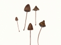 Panaeolus fimicola (Pers.: Fr.) Gillet , Rußbrauner Düngerling