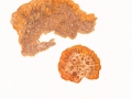 Phlebia radiata Fr. , Orangeroter Kammpilz