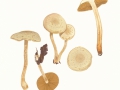 Pholiota gummosa (Lasch) Singer , Strohblasser Schüppling