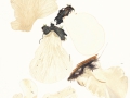 Pleucocybella porrigens (Pers.) Singer , Ohrförmiger Seitling